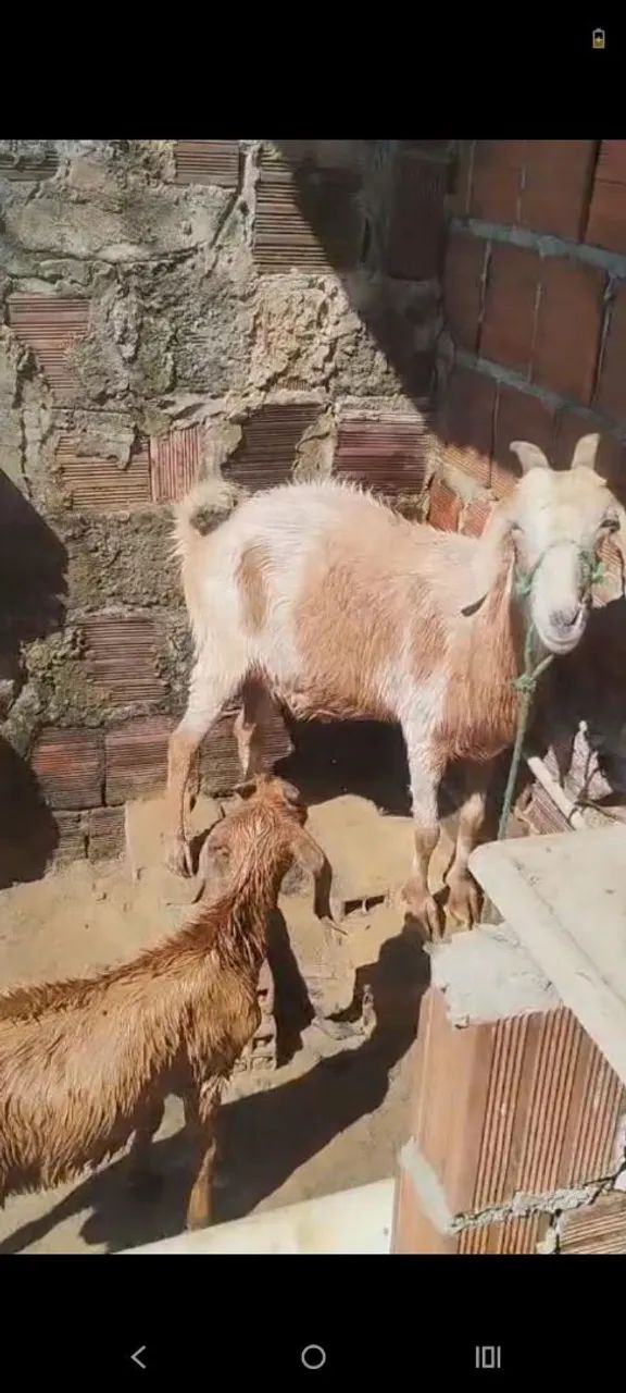 Cabra buchada e cabrito  - Foto 2