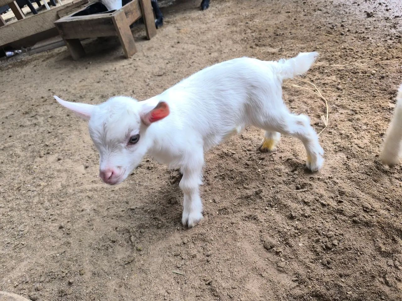 Mini cabra - Foto 3