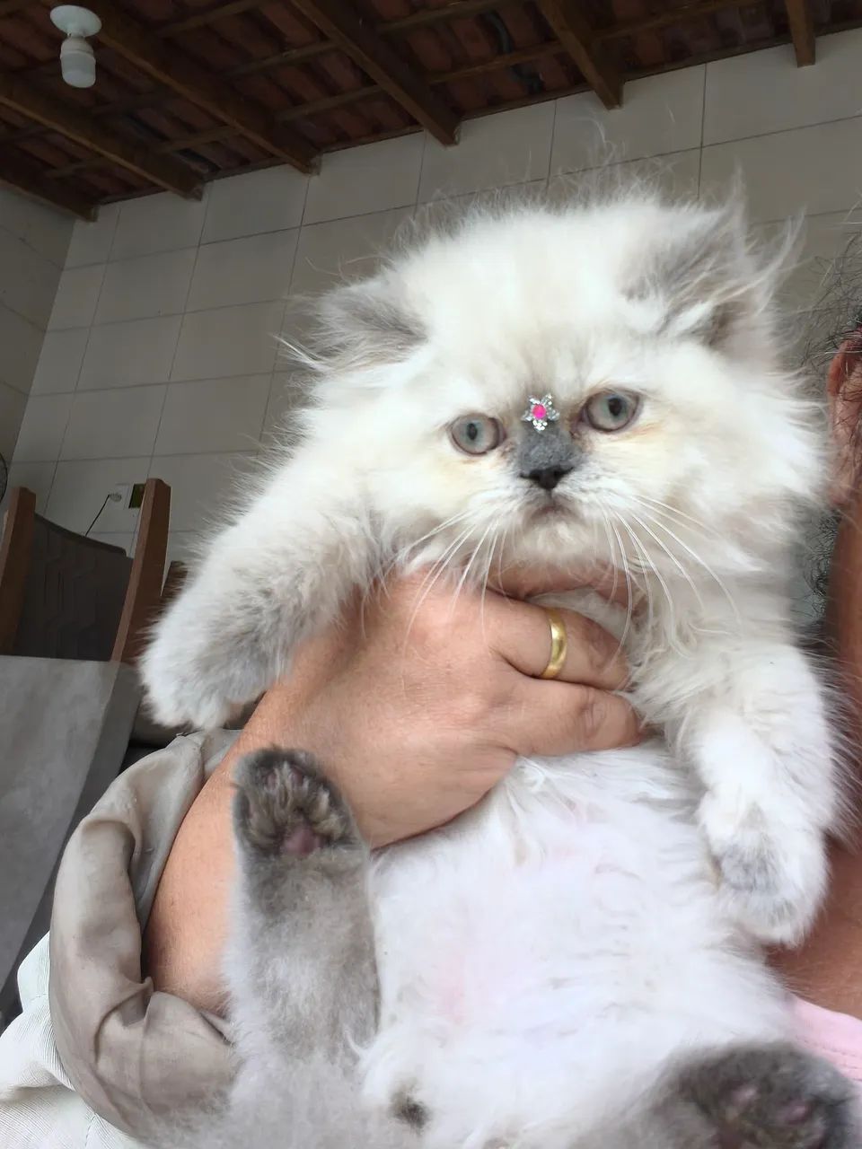 Gata persa - Foto 2