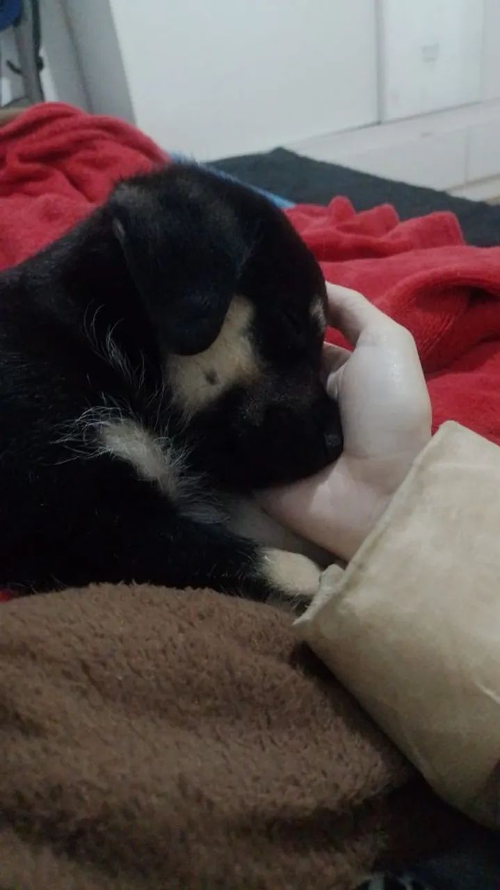 Estou doando esse cachorro - Foto 3