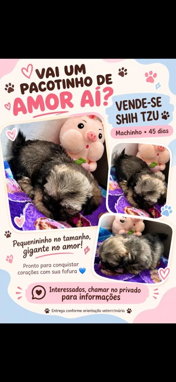 Vendo filhote shih tzu