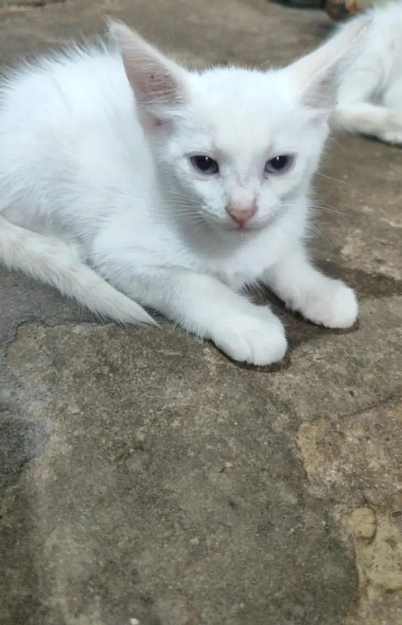 DOAÇÃO GATINHOS - Foto 2