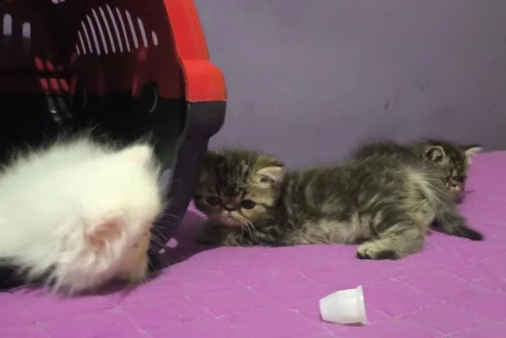 Filhotes de Gato Persa Exótico e Pelo Longo - Foto 3