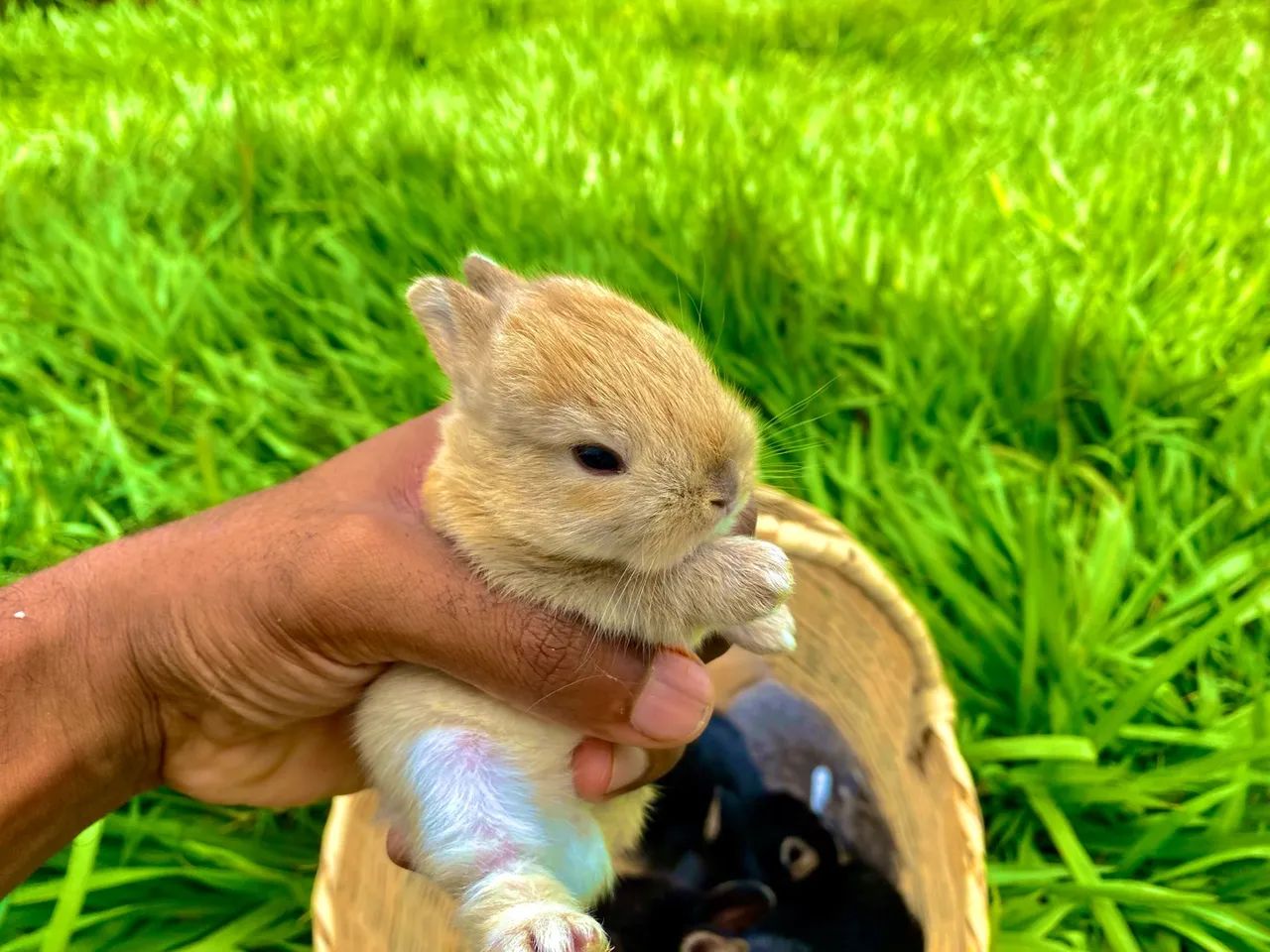 Mini Coelhos Netherlands Dwarf , coelhos anãos Disponíveis entregas Janu Moc & Região  - Foto 3