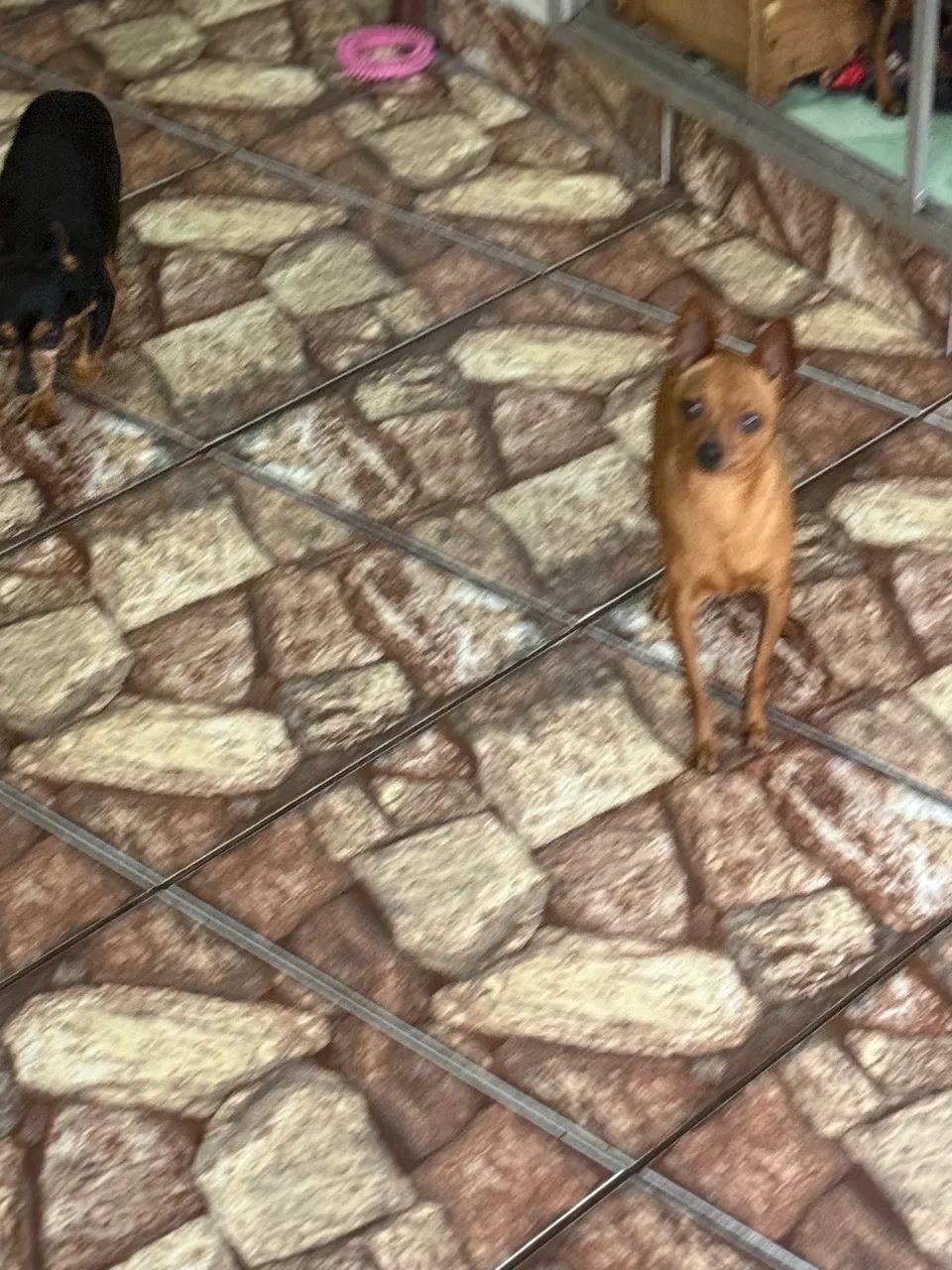 Casal de Pincher 