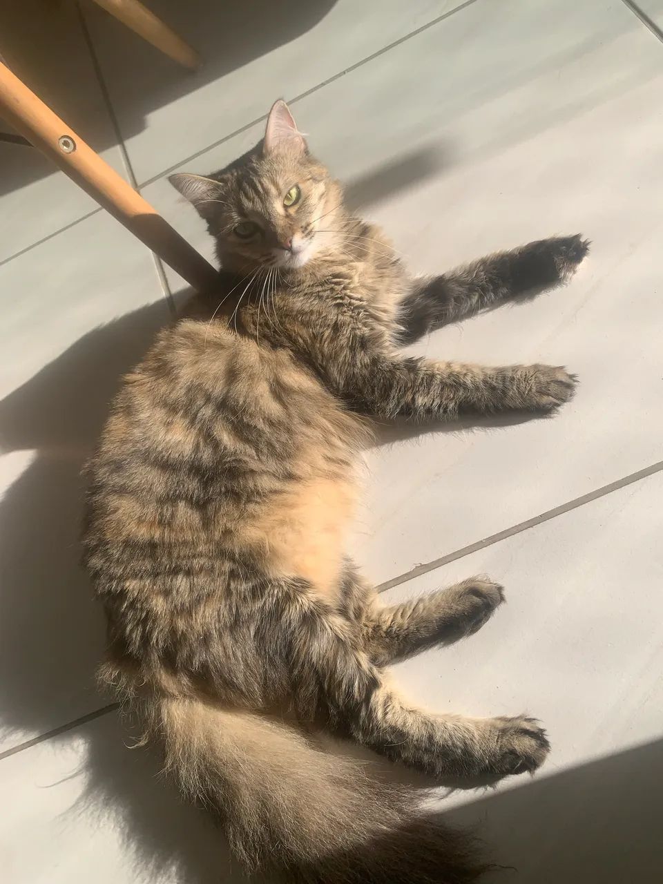 Doação de duas gatas  - Foto 3