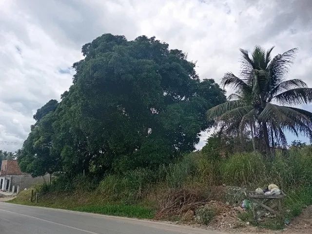 Foto - Santo Amaro - 