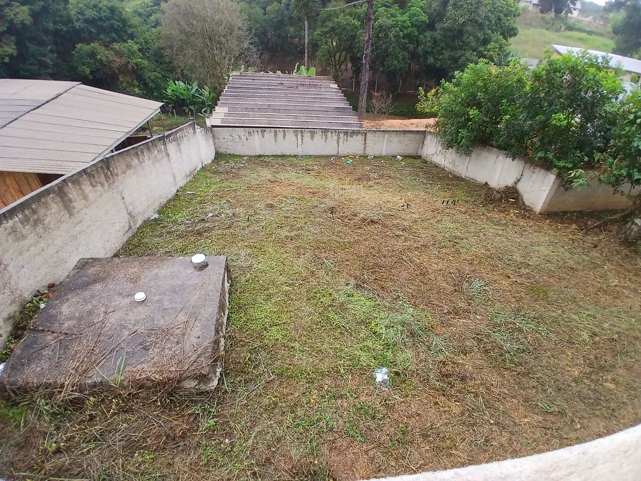 Foto - Araucária - Costeira