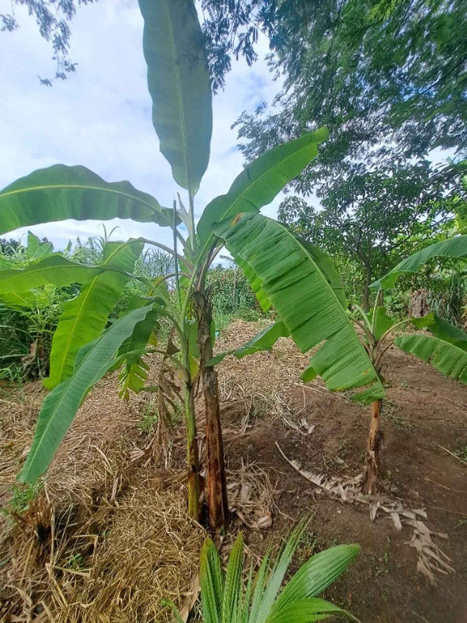 Terreno 