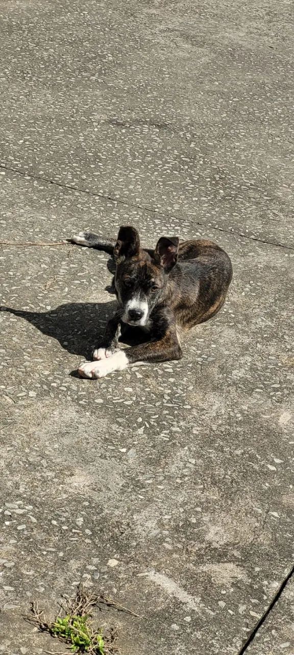 Dou-se cachorro 