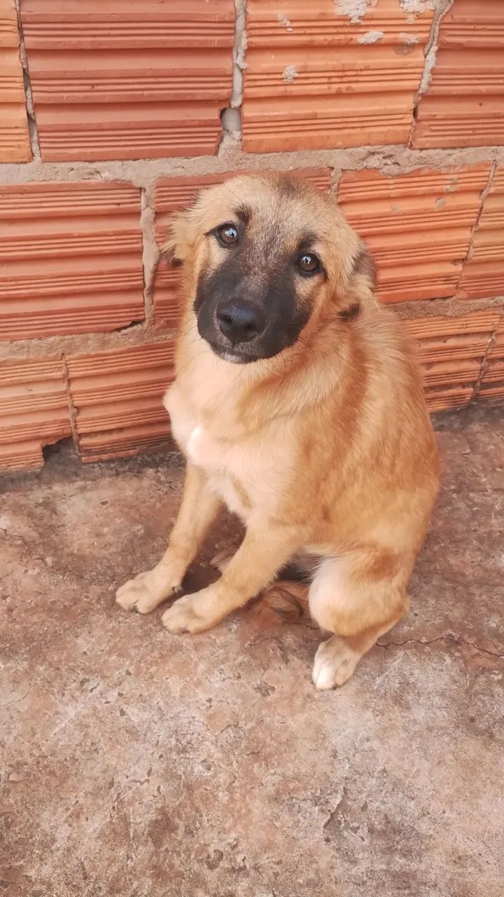 Doase cachorrinha filhote porte grande  - Foto 5