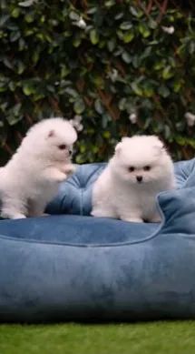 Spitz Alemão,Spitz Alemão Filhote Muito Amoroso e Dócil