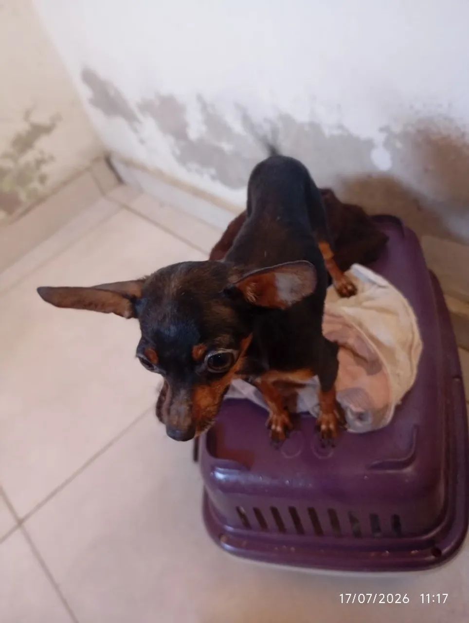 Cachorro Picher - Foto 4