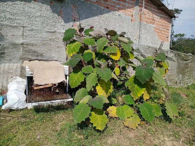  Vendo uma Chácara 8200m²  e um terreno 350m² - Foto 2
