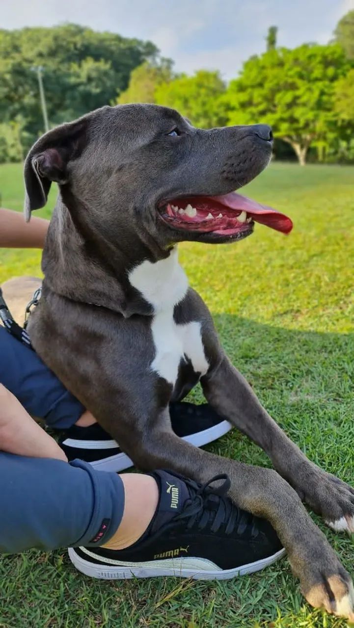 Doação Pitbull São Paulo - Foto 2