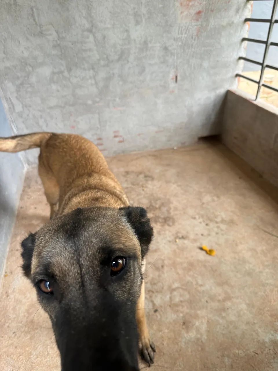 Pastor Belga Malinois - Foto 3