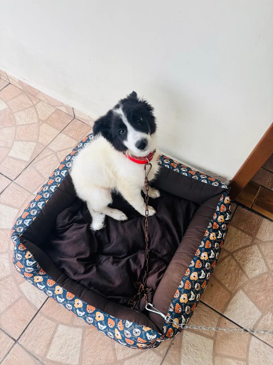Cachorro filhote - Foto 3