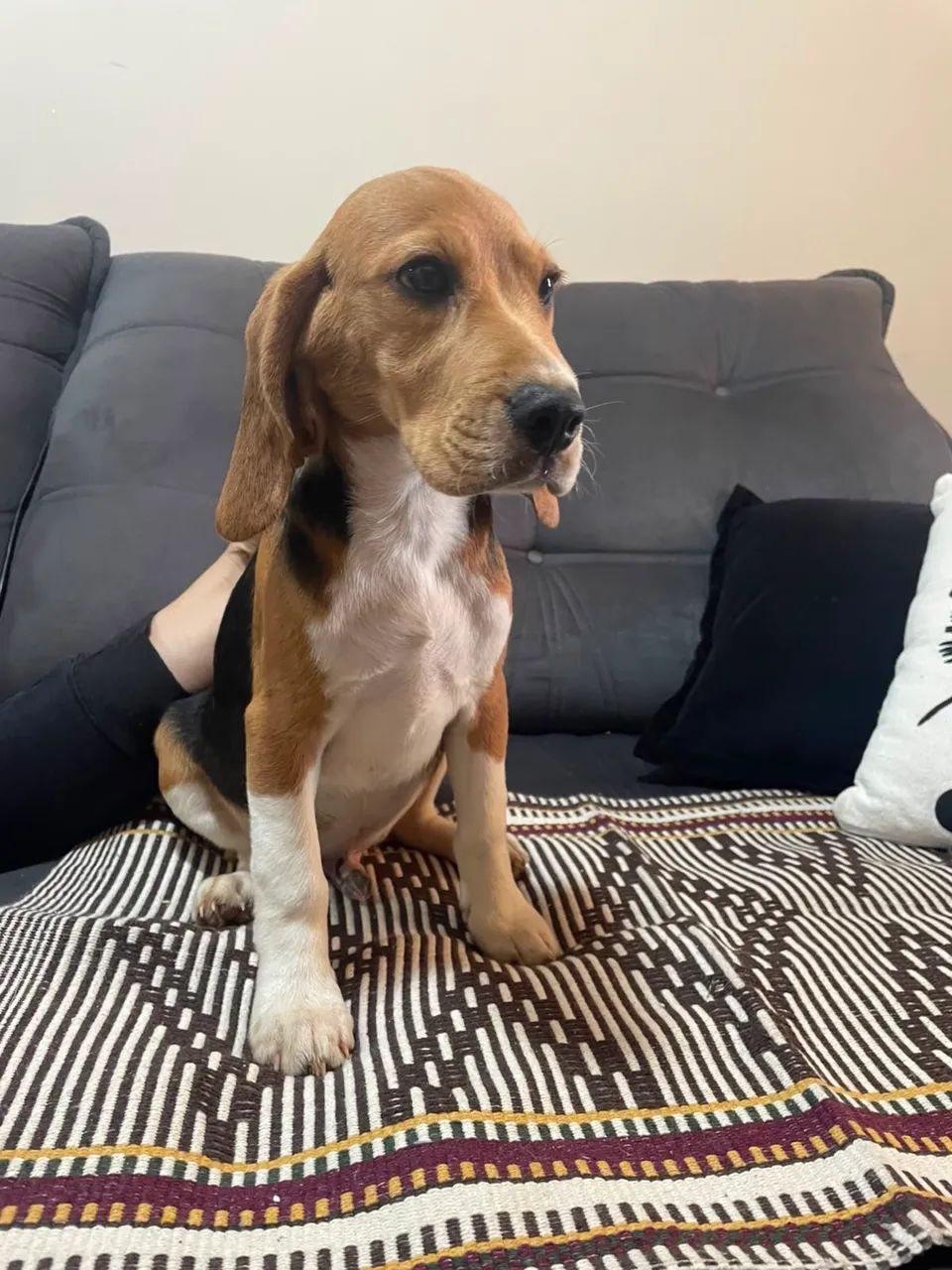 Beagle 