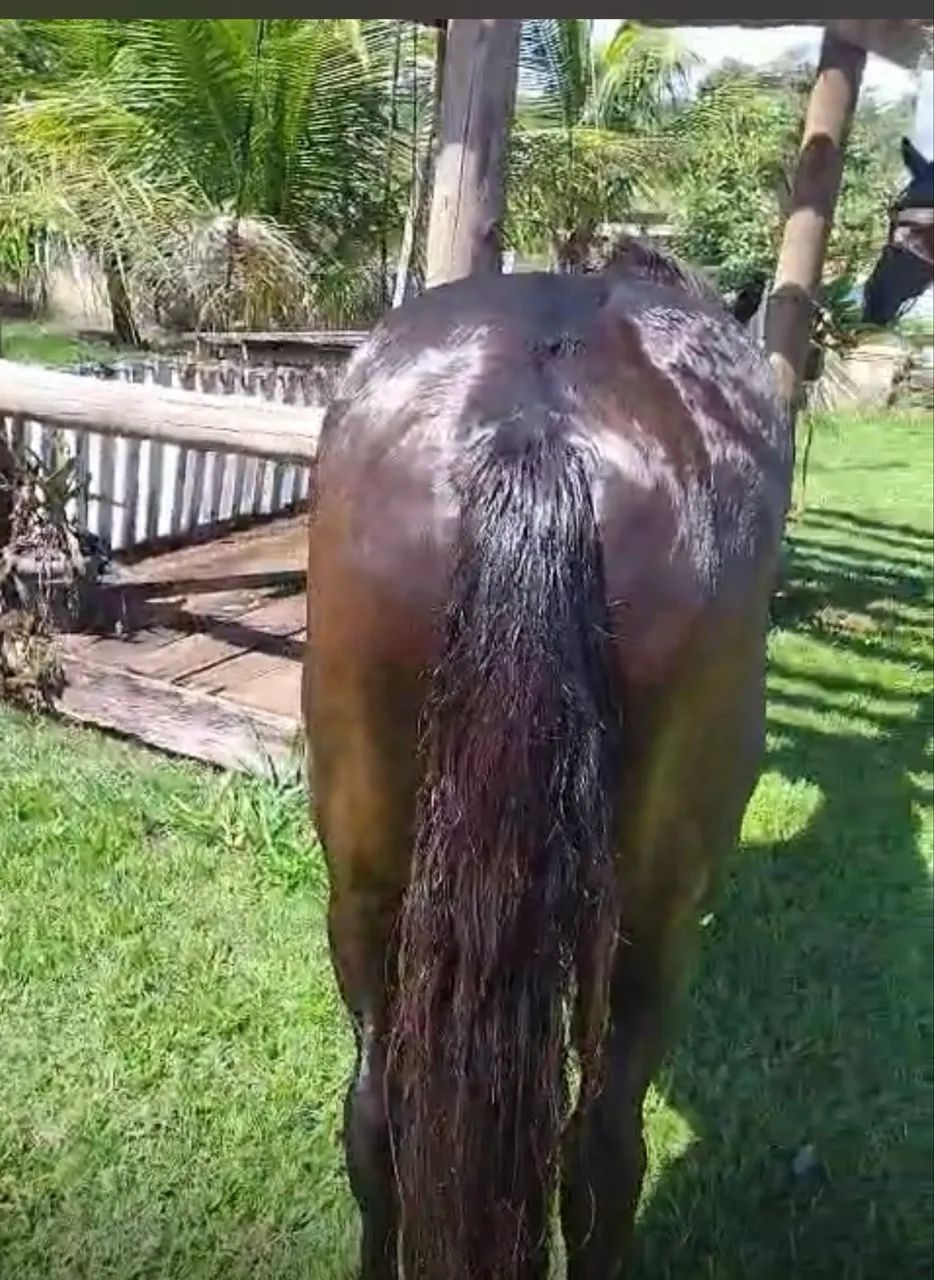 Cavalo top manso  - Foto 3