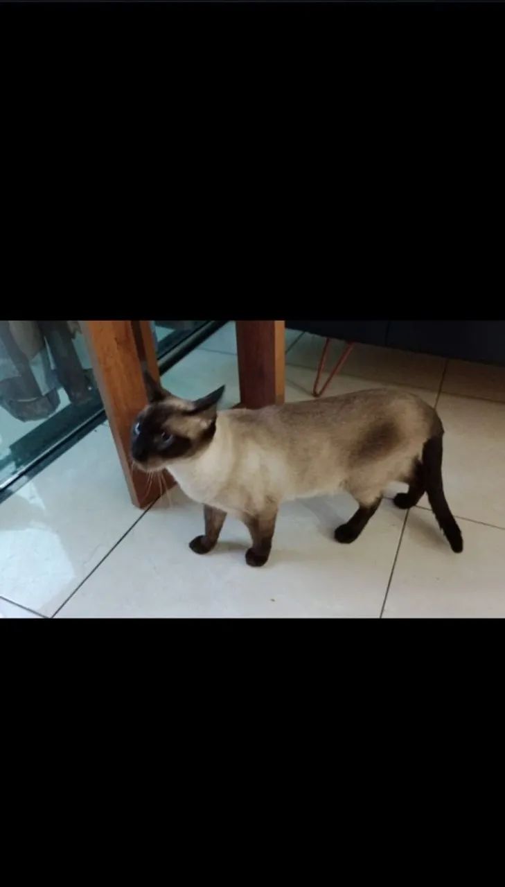 Gato siamês  - Foto 6