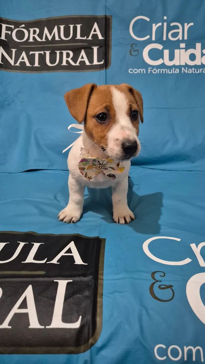 Jack Russell Terrier  - Foto 2