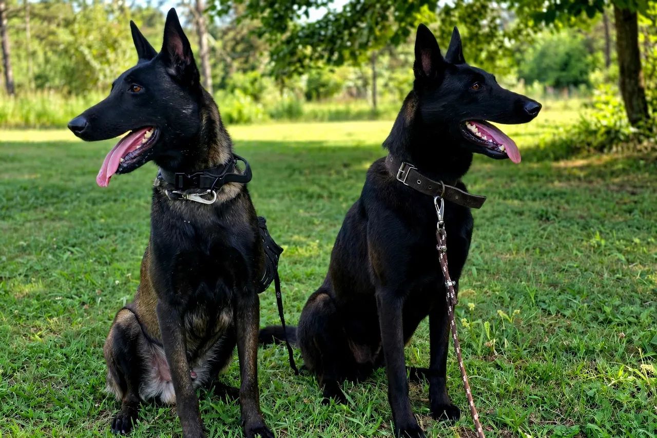 Pastor belga de malinois  - Foto 5