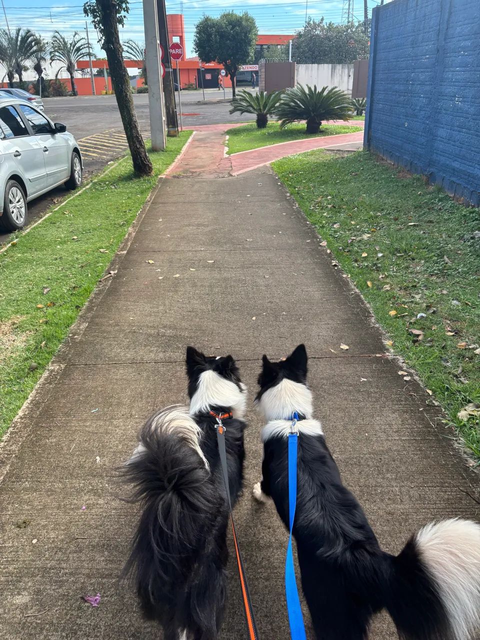 BORDER COLLIE MACHO PARA CRUZAR  - Foto 3