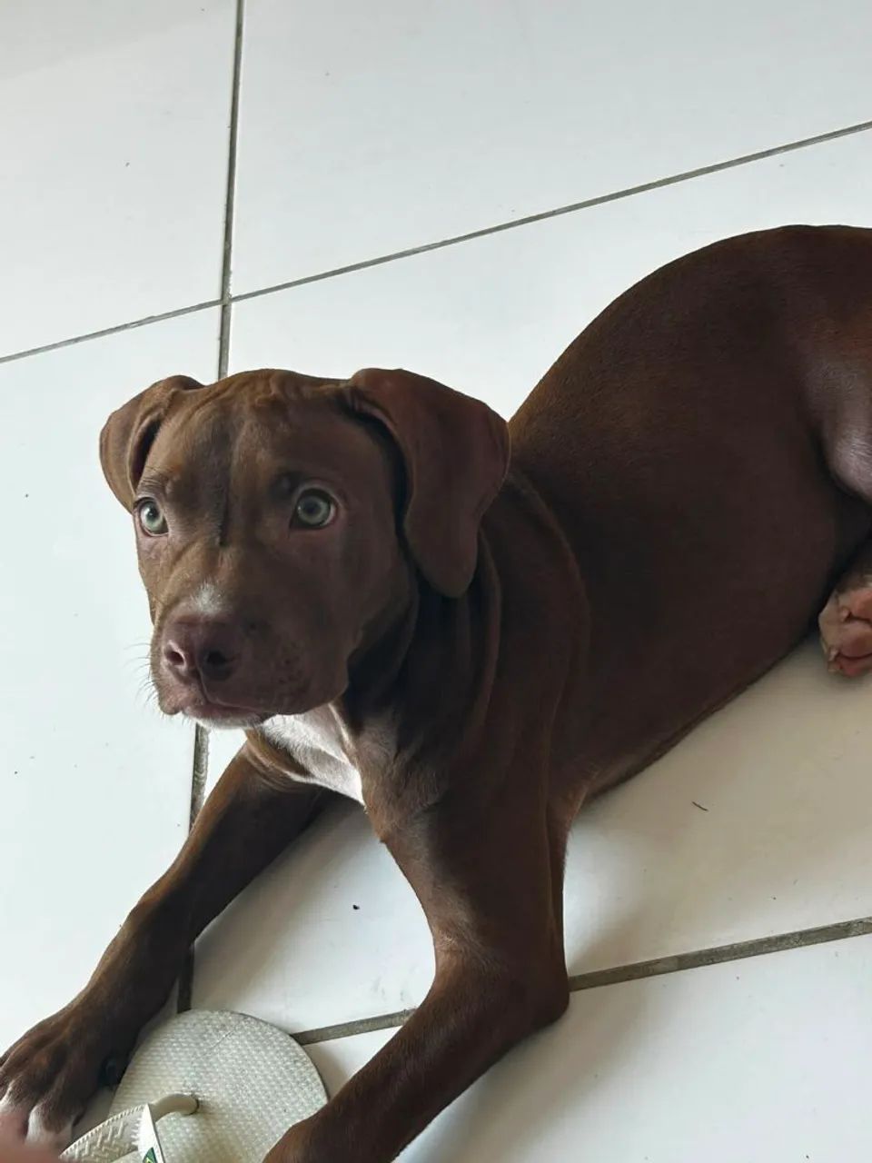 Vende se cachorro - Foto 2