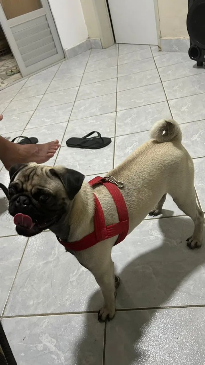 Vendo cachorro Pug 