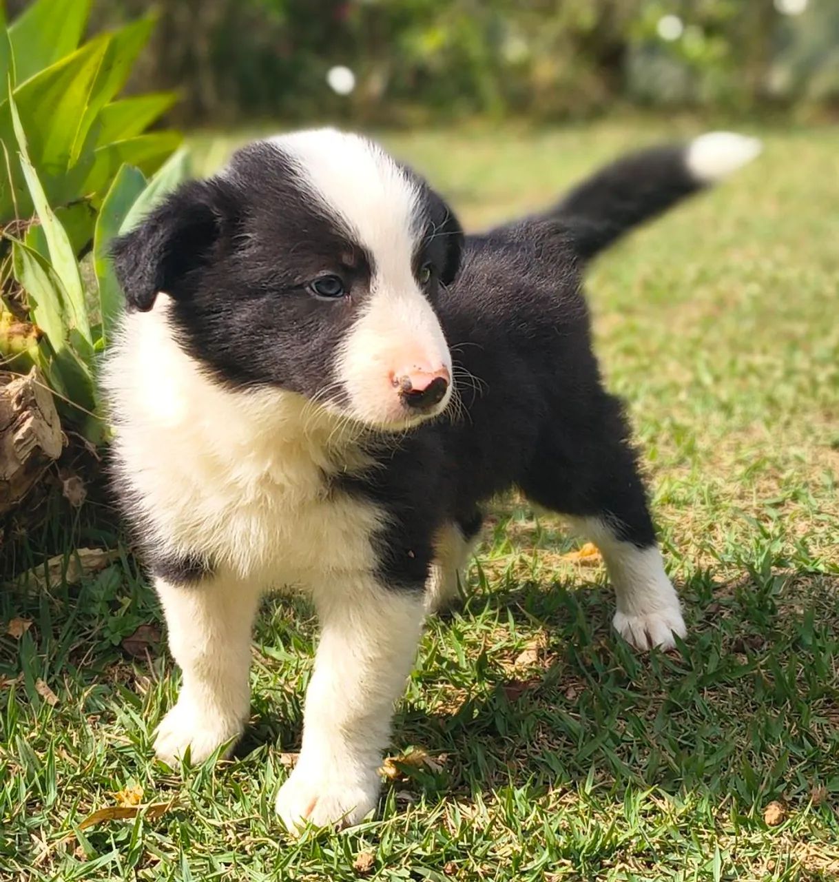 Borderô collie  - Foto 5