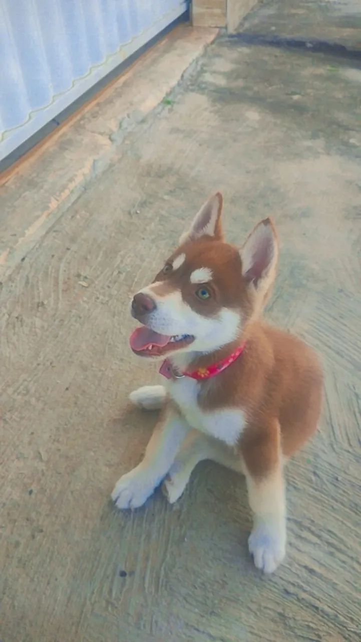 Husky siberiano valor 600 - Foto 4