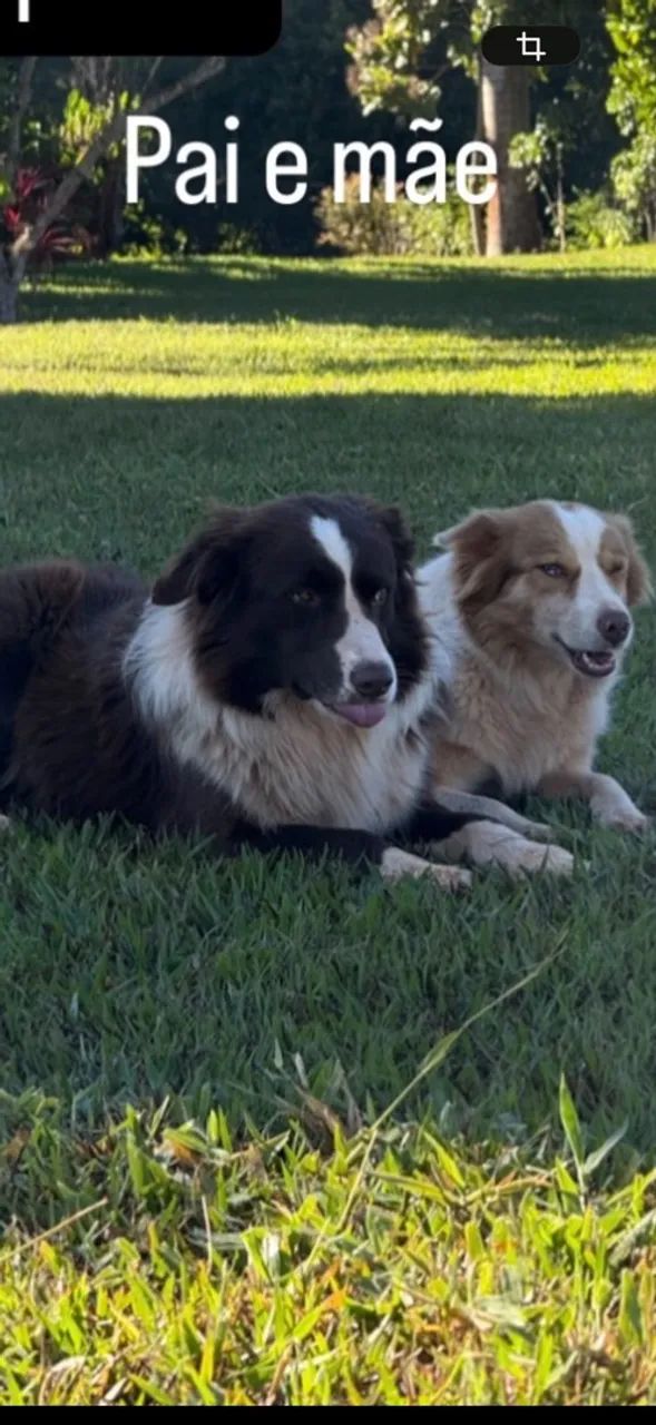 Border collie  - Foto 2