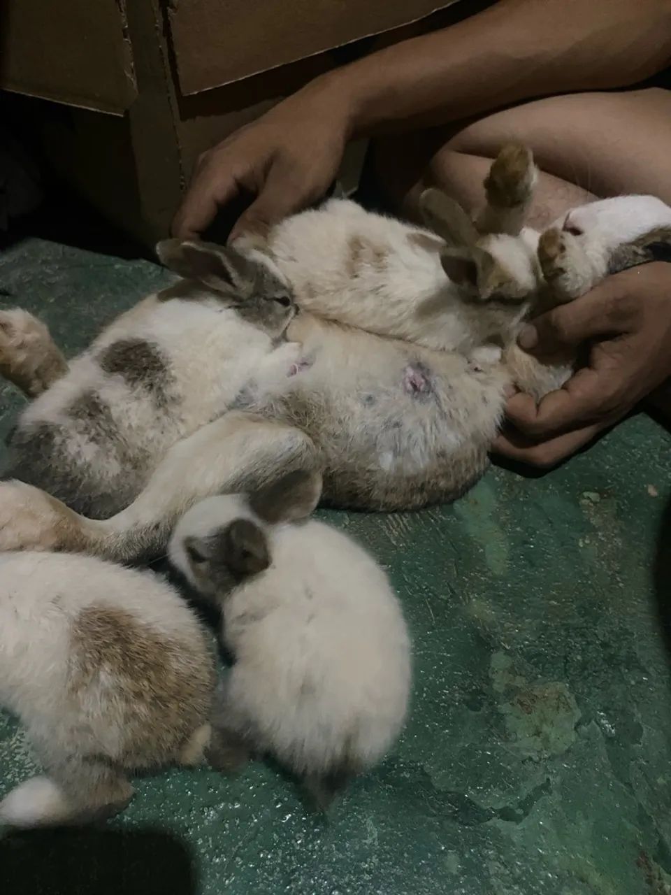Vende-se coelhinhos - Foto 3