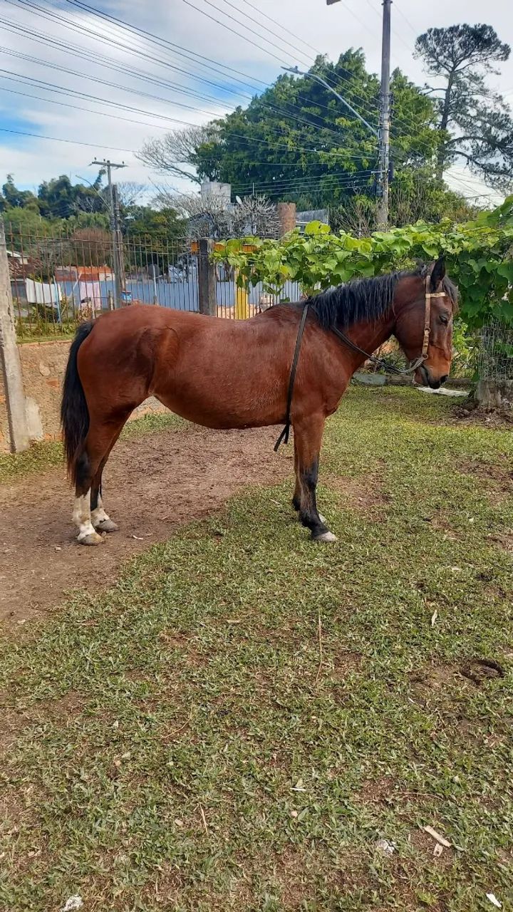 Cavalo Crioulo
