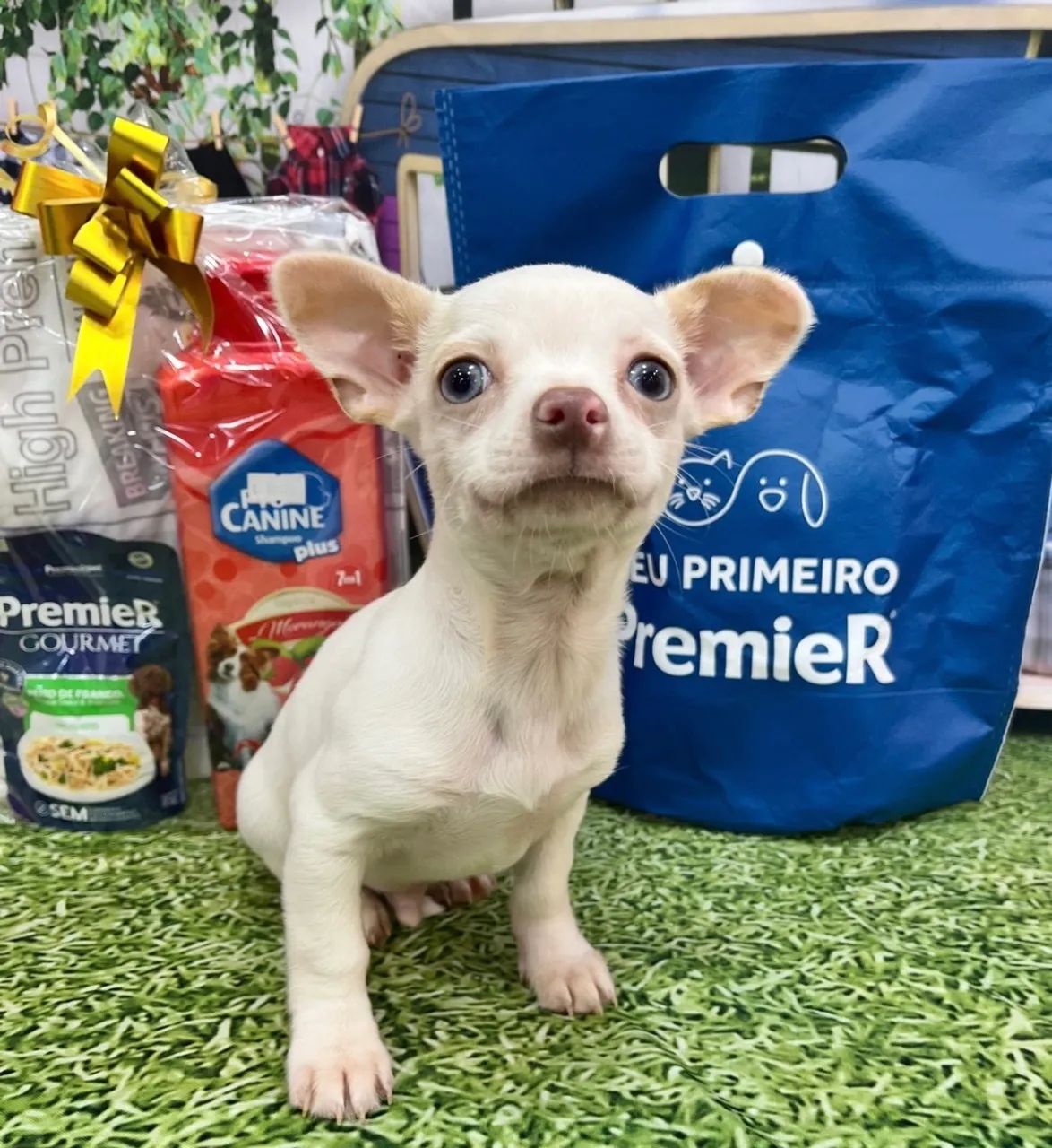 Filhote de Chihuahua macho - Branco  - Foto 2