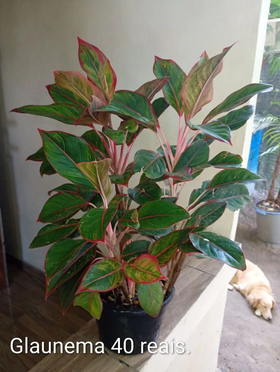 Plantas diversos modelos e preços. - Foto 2