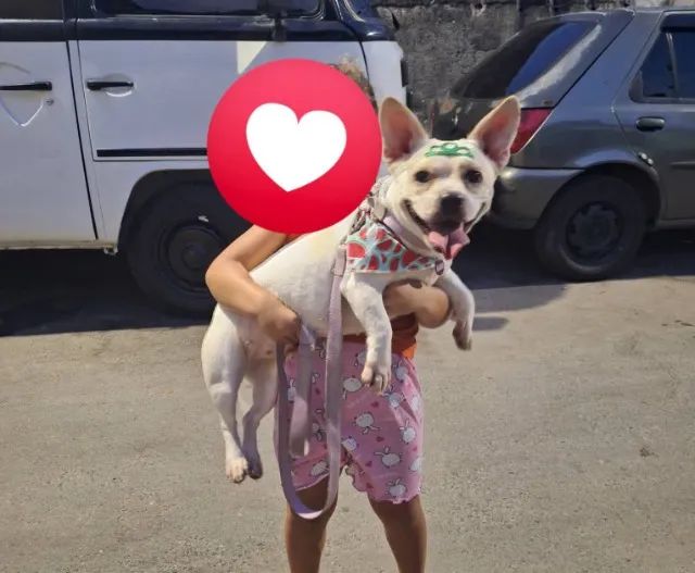 DOAÇÃO DE CACHORRO