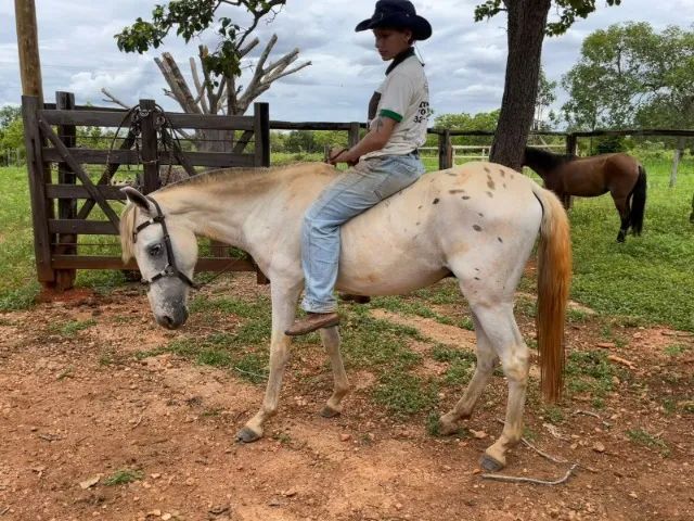 Cavalo Apalloosa 