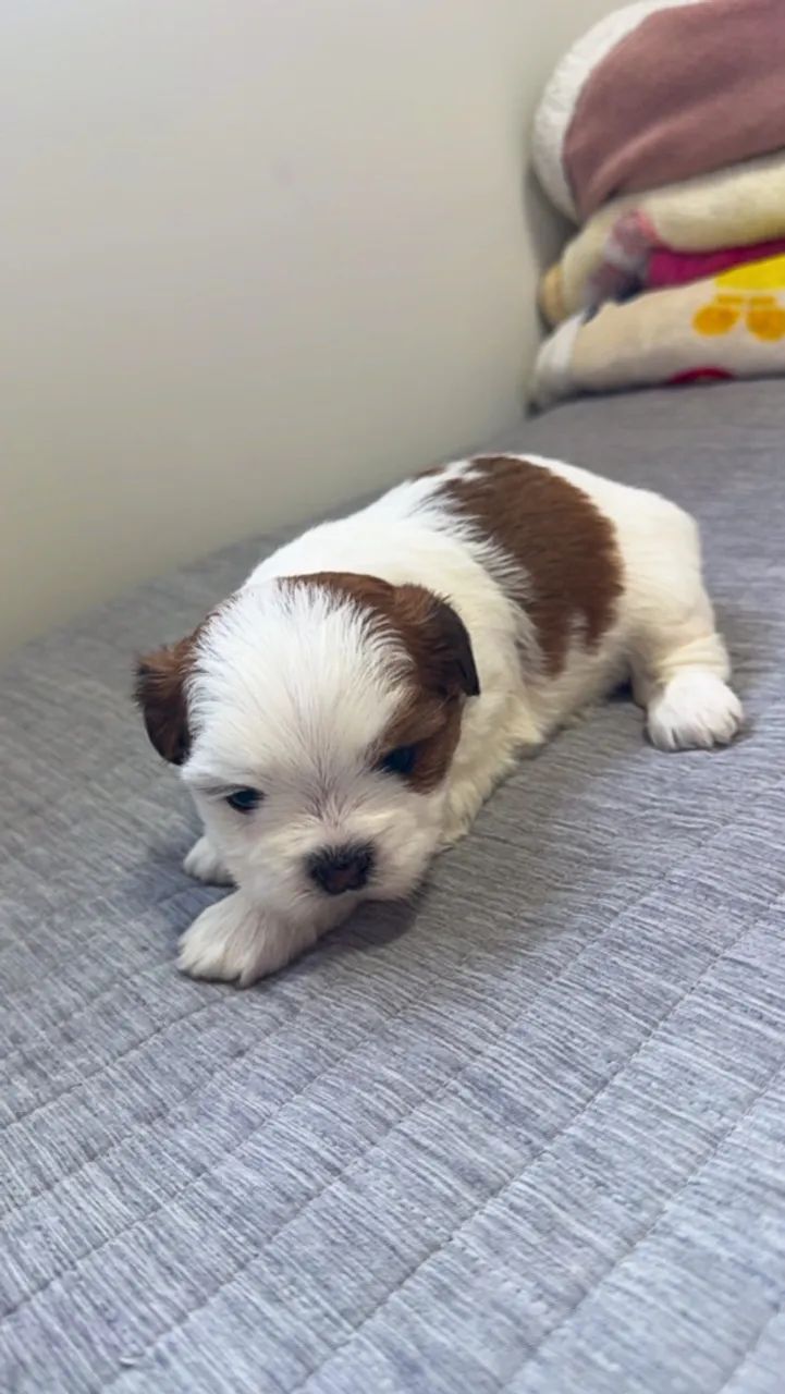 FILHOTE DE LHASA APSO  - Foto 5