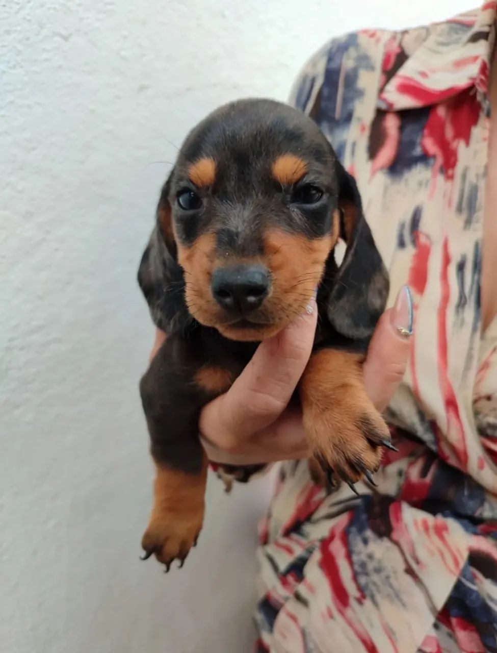 Teckel com Atestado Veterinário e Parcelamento Facilitado