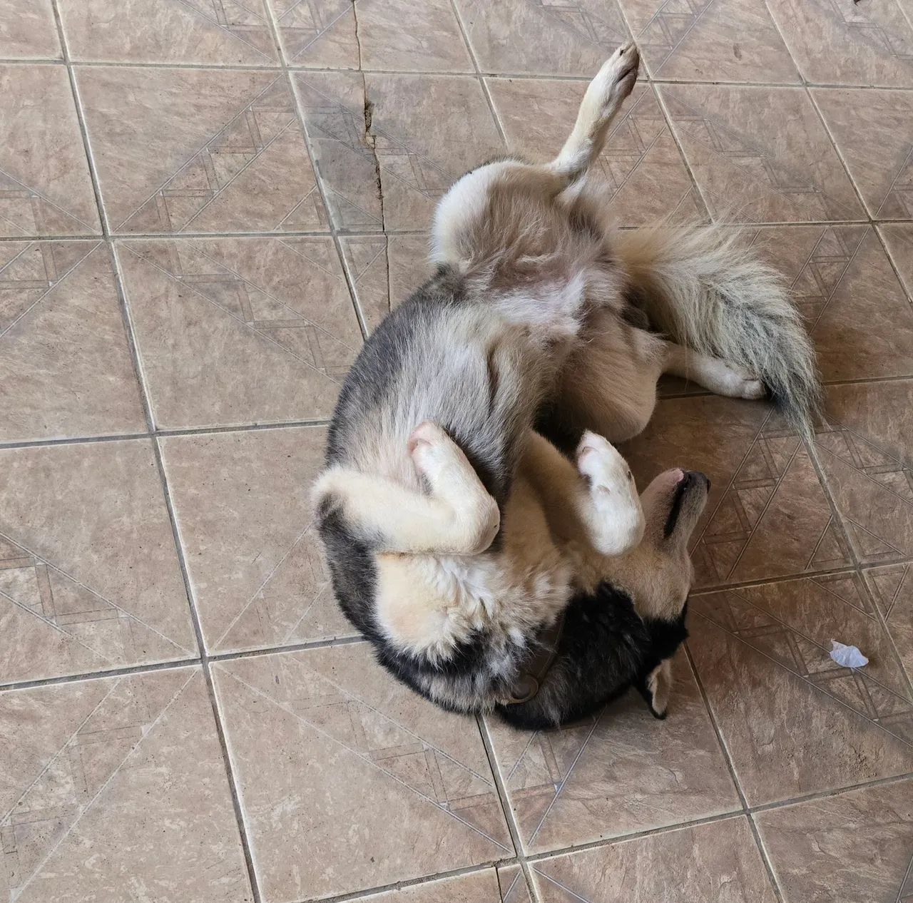 Vende se cachorro - Foto 3