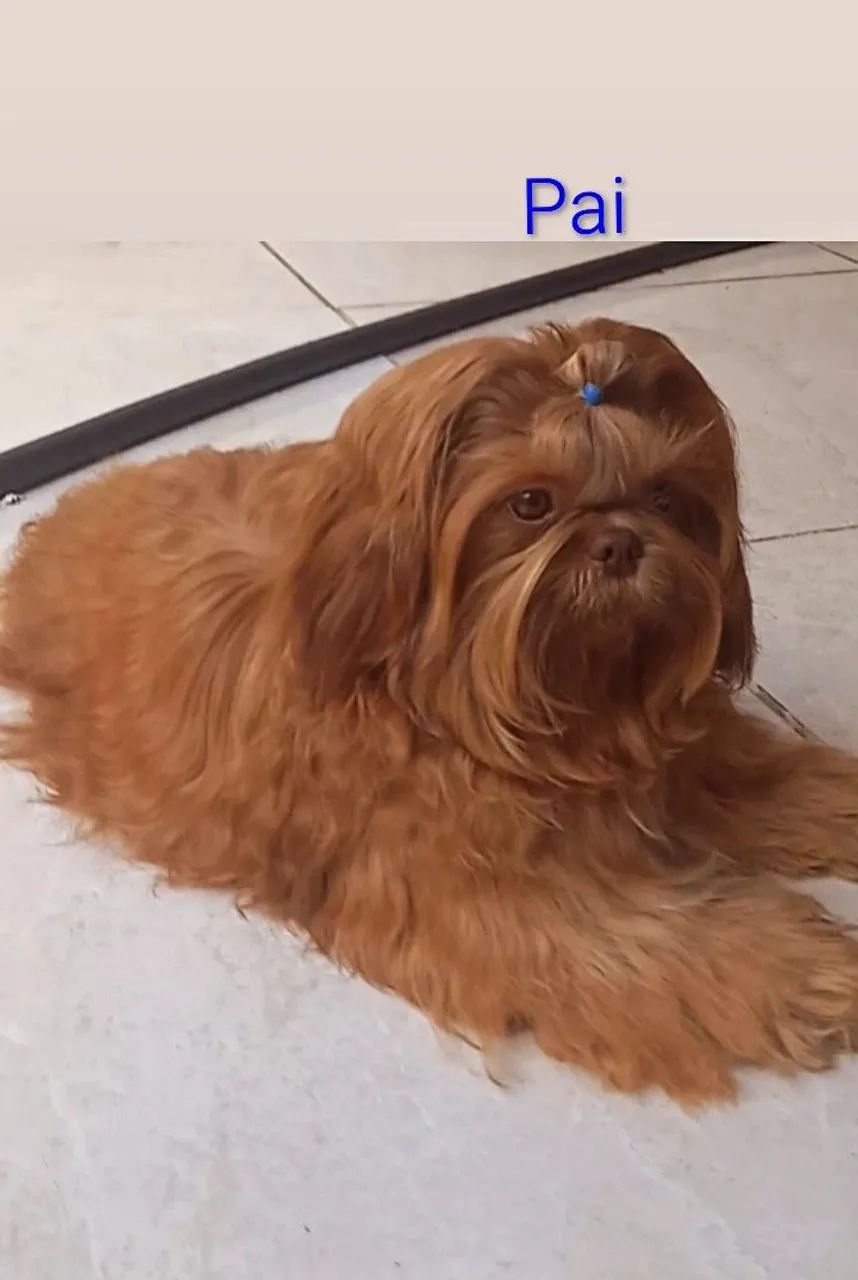 Shih Tzu  - Foto 5