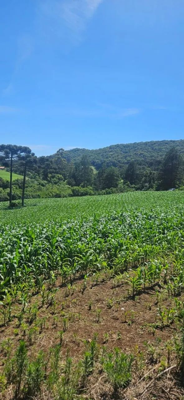 Terreno para sítio ou loteamento  - Foto 8
