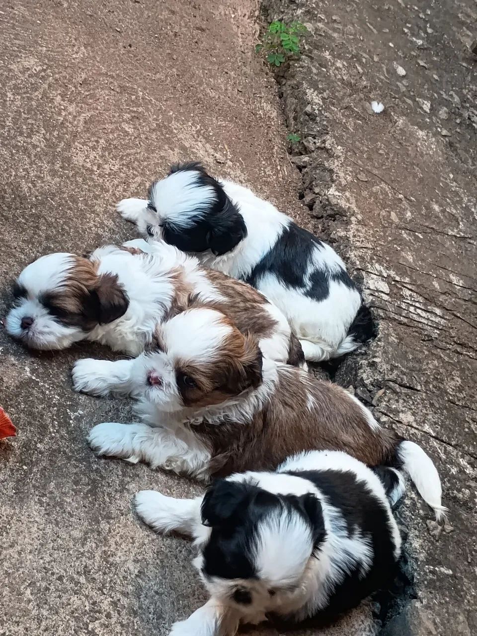 Shitzu fêmea e macho 