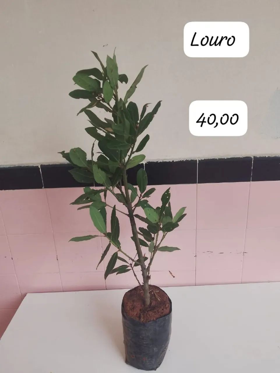 Frutíferas ? - Foto 4