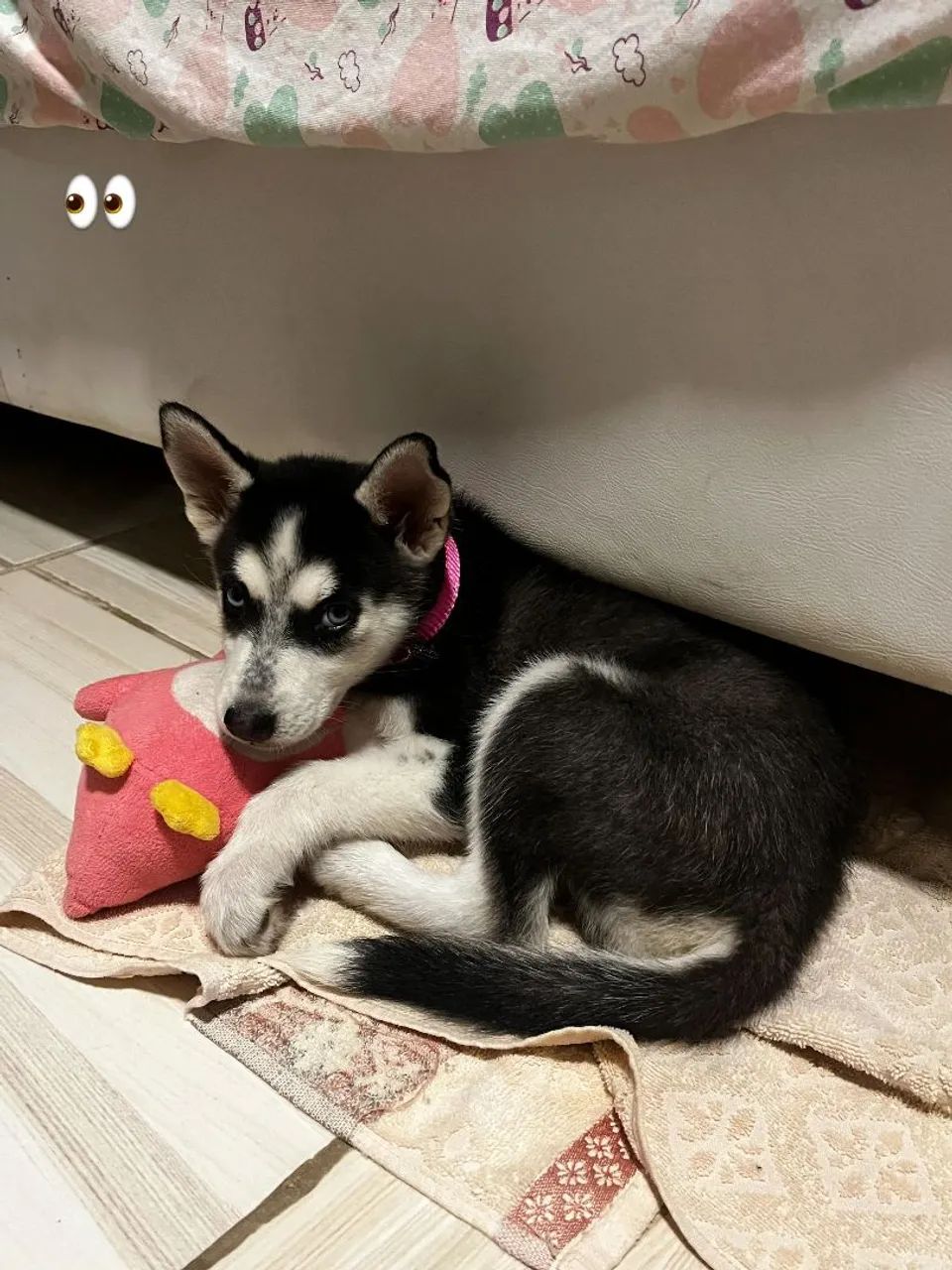 Vendo filhote de husky siberiano fêmea - Foto 2