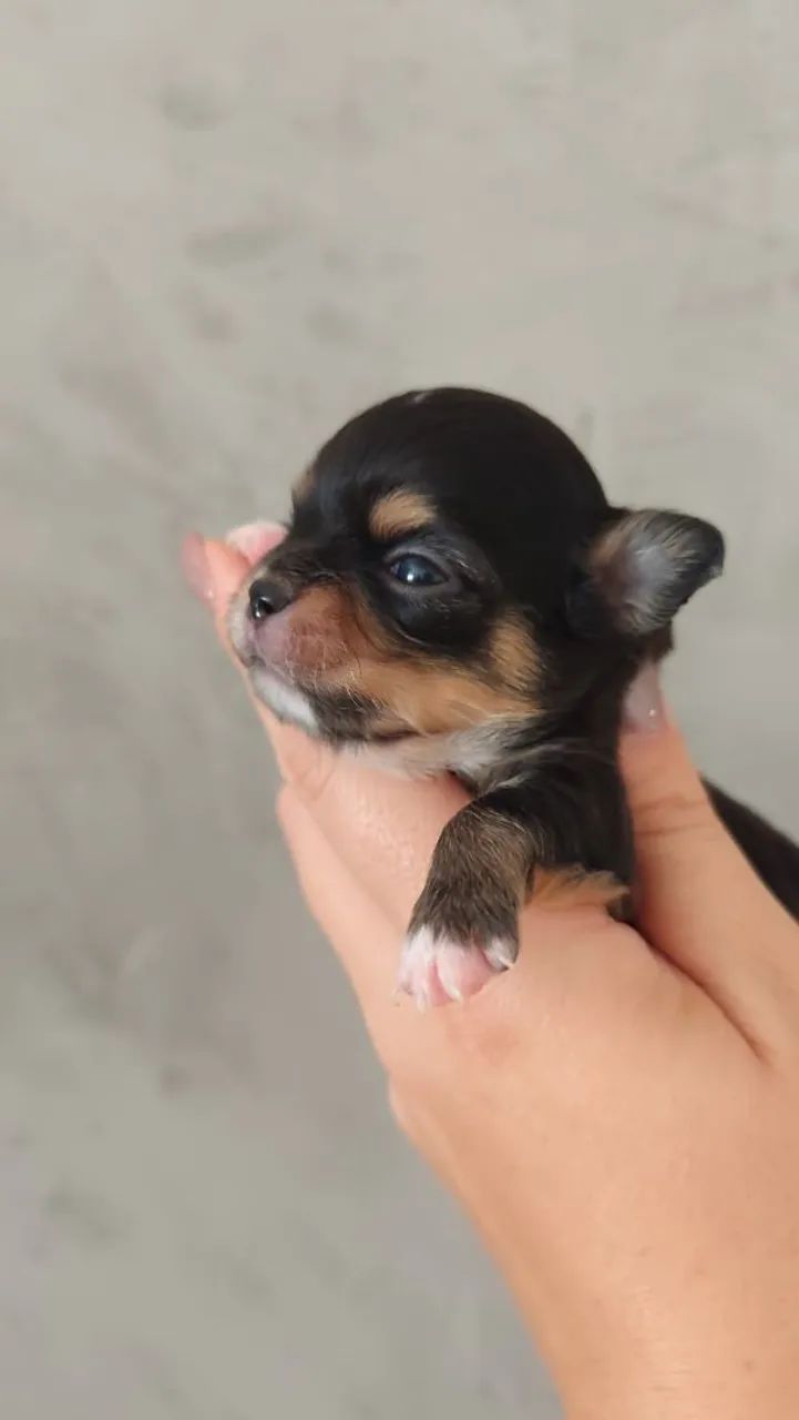 CHIHUAHUA Black tan - Foto 4