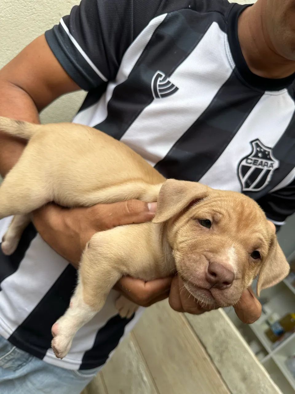 Pitbull filhote  - Foto 5