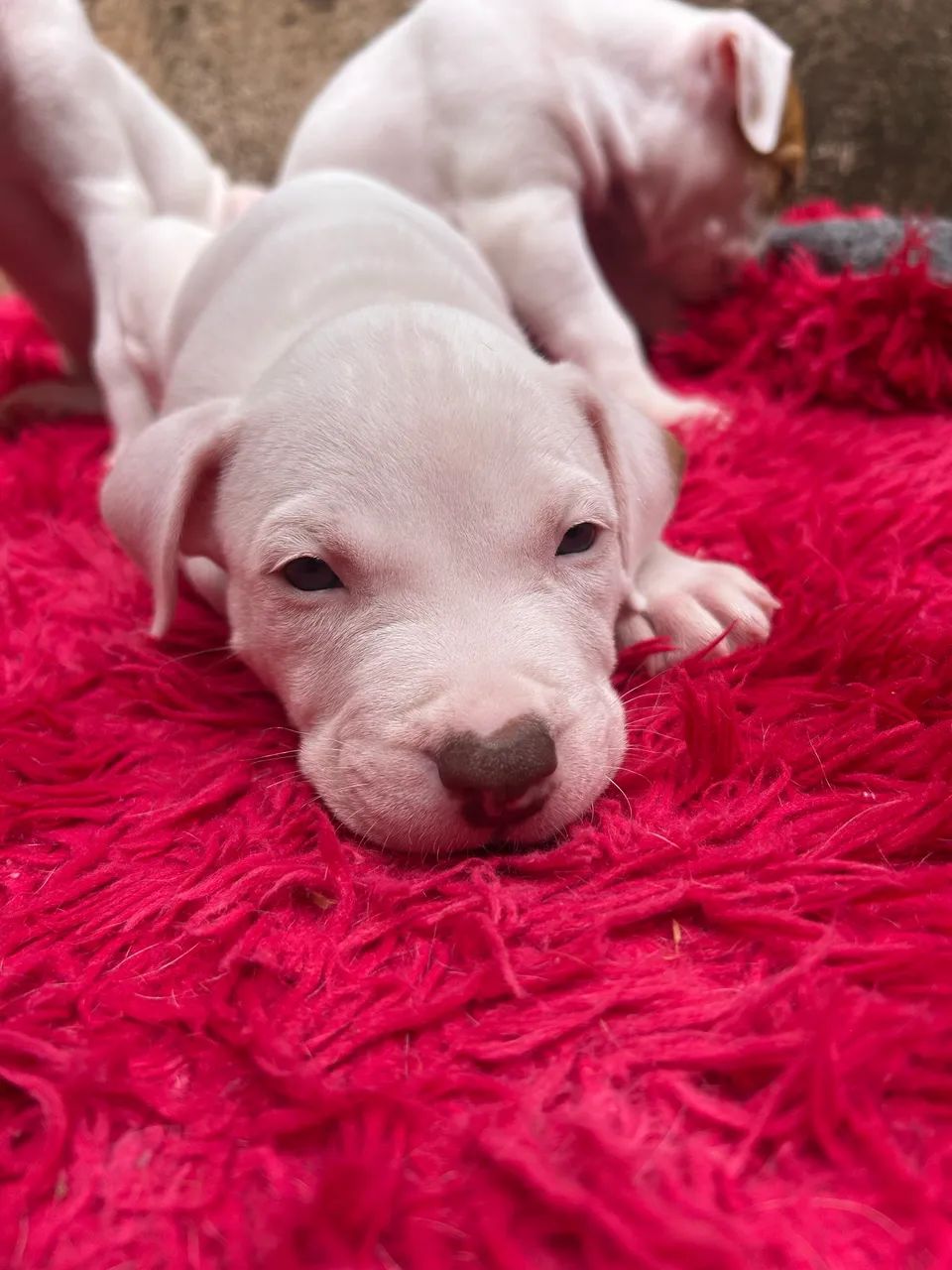 Filhotes Pitbull  - Foto 3