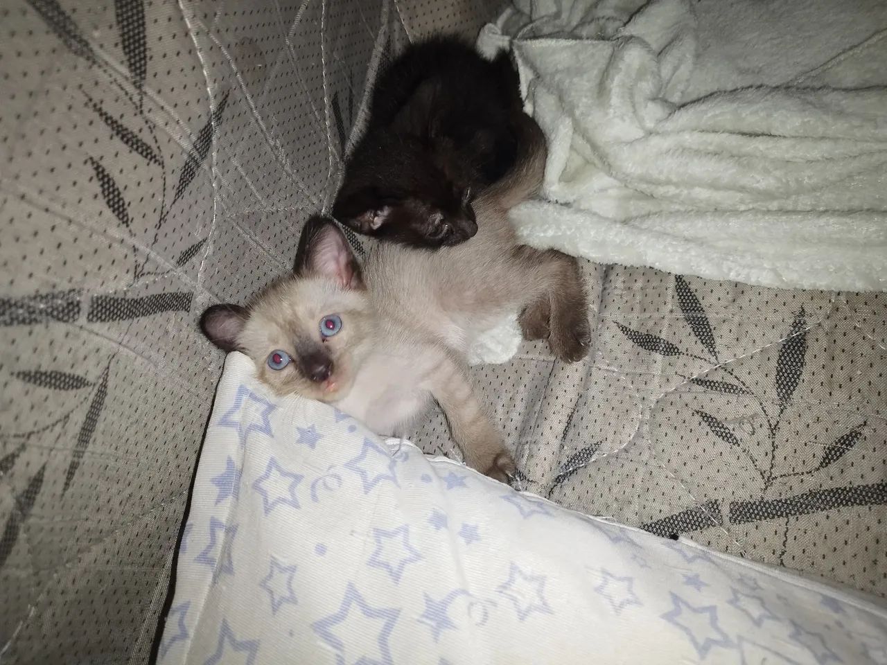 Gatinhos - Foto 3
